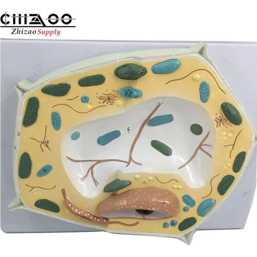 Biological Teaching Plant Cell Model Educational Model
