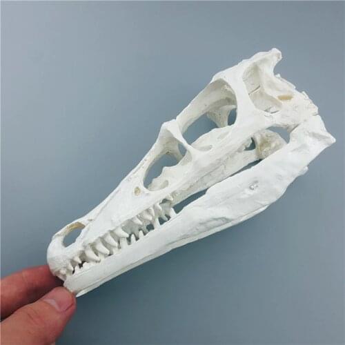 MRZOOT Resin Dinosaur Skeleton Model Raptor Skull Collection Crafts School Medical Science Educational Supplies