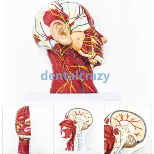 Head Neck Superficial Nerve Vascular Muscle Model Head nerve model teaching supply