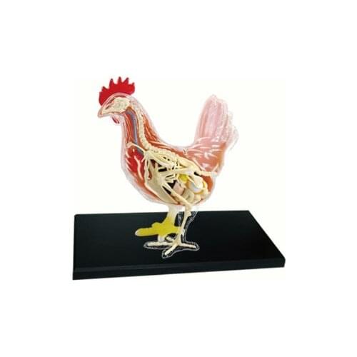 4D Animal Puzzle Chicken Toys Animal Anatomical Models Detachable DIY Children Gifts Hen Educational Tool School Used 26003