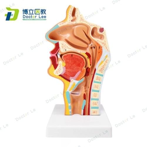 Nasal Cavity with Oral Cavity Throat and Pharynx Model Human Anatomical Nasal Model for Medical Students