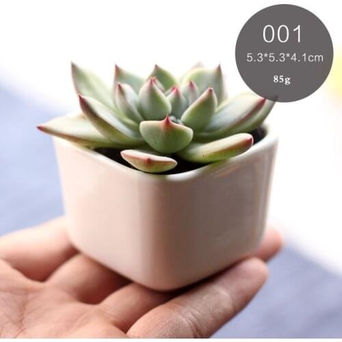 Wedding bonsai pot home Ceramic micro garden decoration mini Flowerpots square juicy plants vase flower pots container small