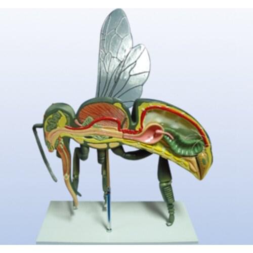Creative Honey Bee Mold, Beekeeping Teaching Mold, GFRP Glass Fiber Reinforced Plastics Material Bee Anatomy Mold