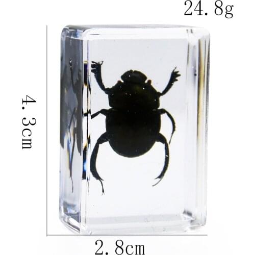 Clear Cicada Seahorse Wasp Crystal Amber Table Craft Decoration Insect Teaching Specimen Paperweight Center Home Desk Decoration