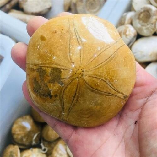 Natural crystal starfish fossil quartz gem teaching specimens