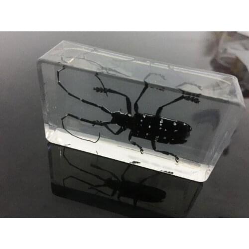 Cool beetle fashion insect Real Chinese Style Black Feeler Insect Specimens Fashion Crafts