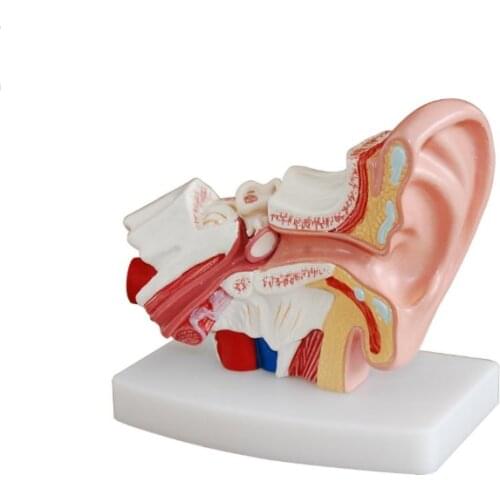 Medical Education human Desktop Ear anatomical pvc ear model