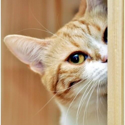 Full Square/Round Animal Pet cat Diamond Painting 5D Kit Diy Mosaic Art Picture Handmade Cross Stitch Cartoon Set Embroidery