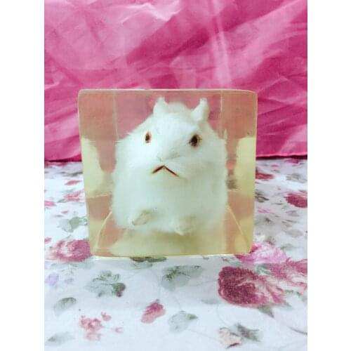 Real Rabbit Embedded Specimen Transparent Resin Real Rabbit Animals Skeleton Specimen Model Biology Anatomy Teaching Aids