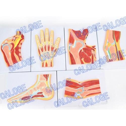 Free shipping&Medical anatomy of human bone joint, MRI, anatomical model of joint muscle, orthopedics, pain department