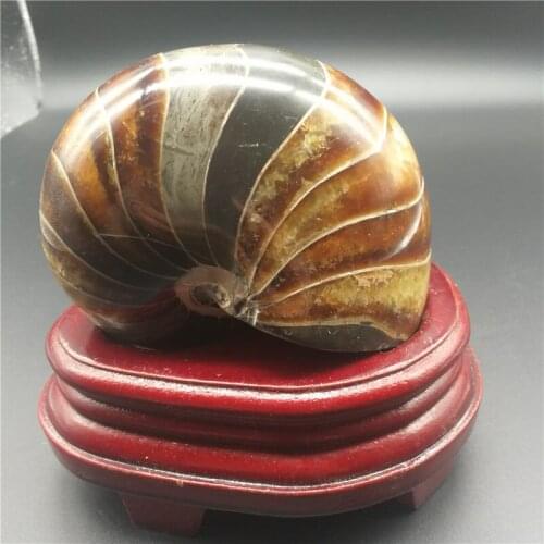 Polished natural ammonite fossils madagascar conch fossils for sale LA2051