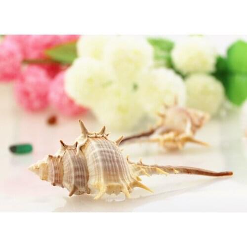 HappyKiss Natural conch shell pompilius big props yangtz aquarium 6-10