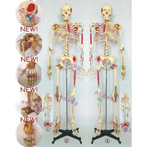170CM human Skeletal Model Large Bones Half-Body with Muscle and Ligament Attached to skeleton