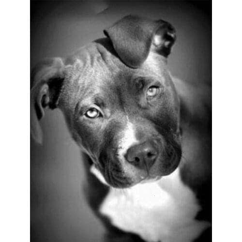 Evershine Diamond Embroidery Dog 5D DIY Cross Stitch Animals Painting Rhinestone Mosaic Full Layout Home Decoration