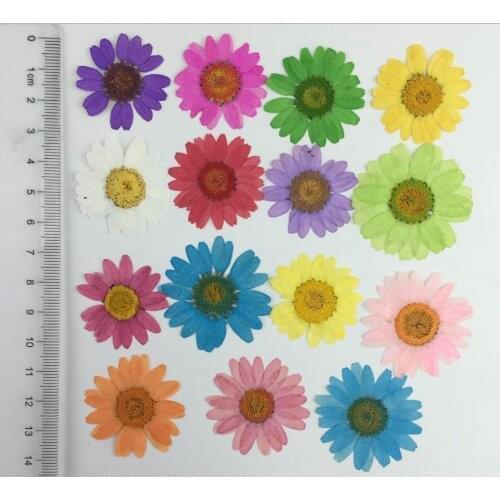 20pcs Pressed Dried Flower Chrysanthemum paludosum Daisy Herbarium For Epoxy Resin Jewelry Making Frame Phone Case Craft DIY