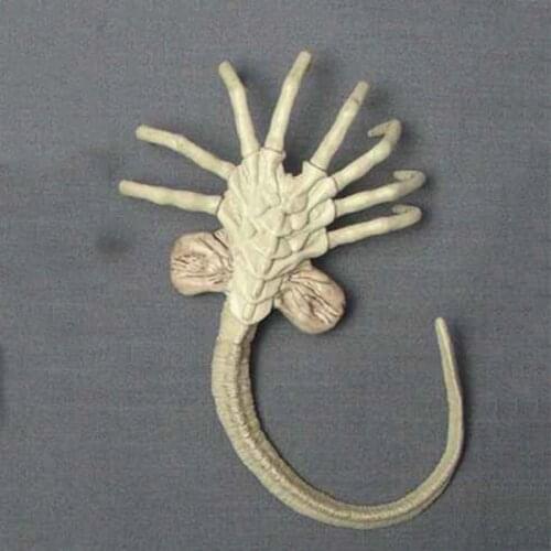 1:6 Action Figure Accessory Alien Predator Prometheus Star Beast Facehugger Larvae for 12" Action Figure Soldier toy model