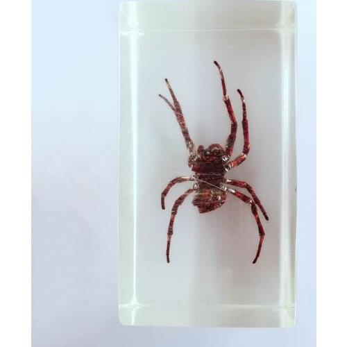 Insect Specimen Embedded Spider Specimen Arthropods Real Spider Specimen Models Biology Teaching Aids Creative Resin Handicraft