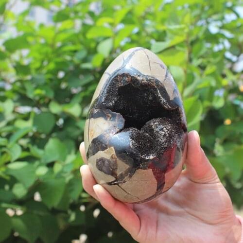 1000g Natural curvature of the furnishing articles Turtle grain stone egg Ball Septarian nodule Fossil Crystal Healing quartz