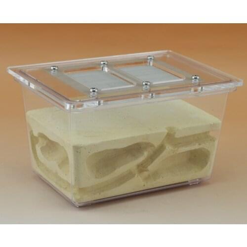 Ecological Pet Ant Nest Three-dimensional Ant Villa Small Four-sided Ant Farm Breeding Nest