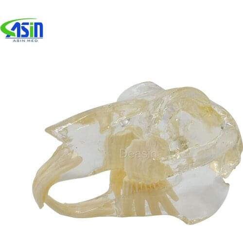Rabbit Dentition Model teeth skull jam teaching model Transparent anatomical model of Veterinary Medicine