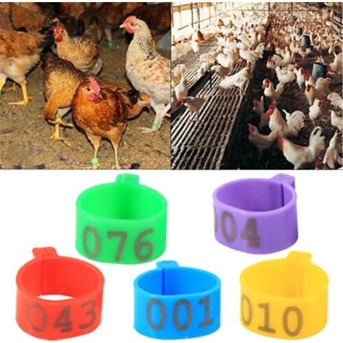 100 Pcs Chicken Leg Bands 1.6cm Chicken Poultry Rings Pigeon Geese Quail Bird Ring Carry Tools Feeding Logo 5 Colors