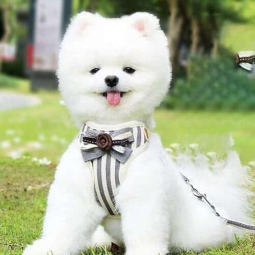 Vintage stripe bow dog leash rope vest Everything for products for dogs accessories for small greyhound clothes pet harness