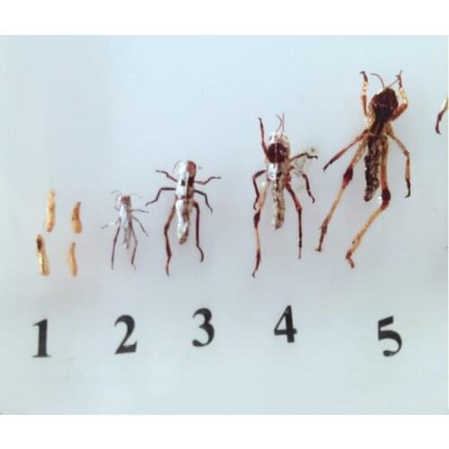 Resin Insect Locust Bee Silkworm Butterfly Files Growth History Development Specimens Biological Entomology Teaching Aids