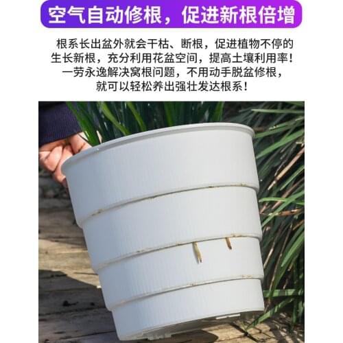 Thickened Gallons of Breathable Desert Rose Moon Gentleman Butterfly Orchid Stone Special Basin