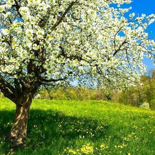 5x7ft Photo Studio computer printed Photography Background Backdrops,nature scenic flowers wedding photo backdrops vinyl XT3015