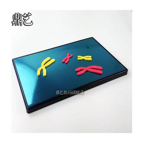 Magnetic reductional cell division Model components of chromosome change Biology teaching aids 280*180mm