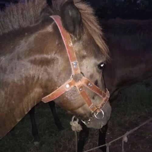 Comics and Bovine Reins Bridle Chewing Full Horse Reins Chewing Portable Black Horse Reins Bridle Head Collar Rope