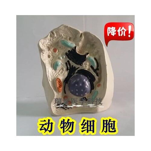 Human model Animal cell Nuclear amplification model organelles Cell microstructure free shipping