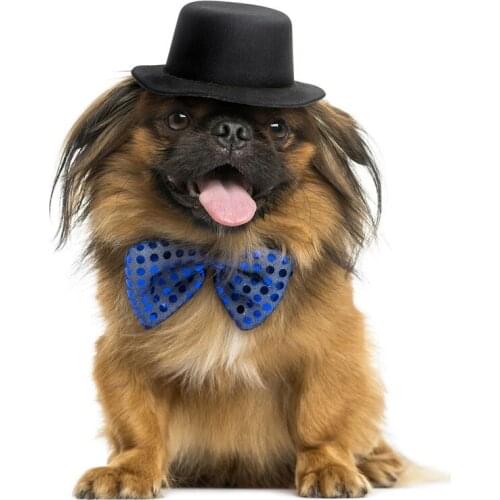 B0706# Self-adhesive Decal Cute Puppy in a Hat Car Sticker Waterproof Auto Decors on Bumper Rear Window Motorcycle Laptop