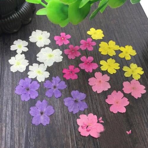 120pcs 1-2cm Pressed Dried Dyed Verbena Flower Plant Herbarium For Jewelry Photo Frame Phone Case Bookmark Craft Making DIY