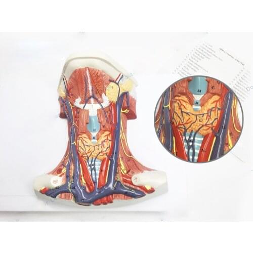Human Neck Blood Vessel Nerve Muscle Anatomical Model Neck Vascular Neuromuscular Anatomical Model Neurology