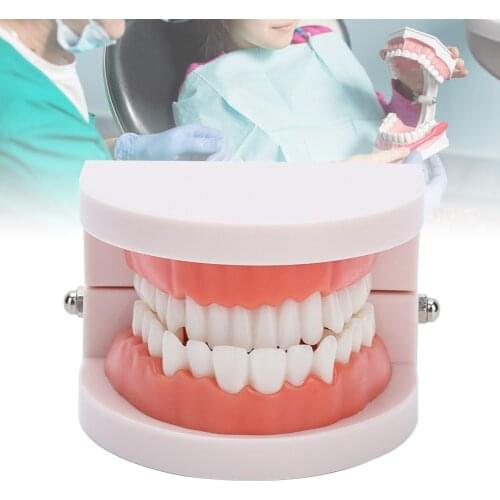 28 Pcs Standard Adult Teeth Denture Gums Model Medical Teaching Tool Carie Dental Small Oral Dental Health Care Equipment Model