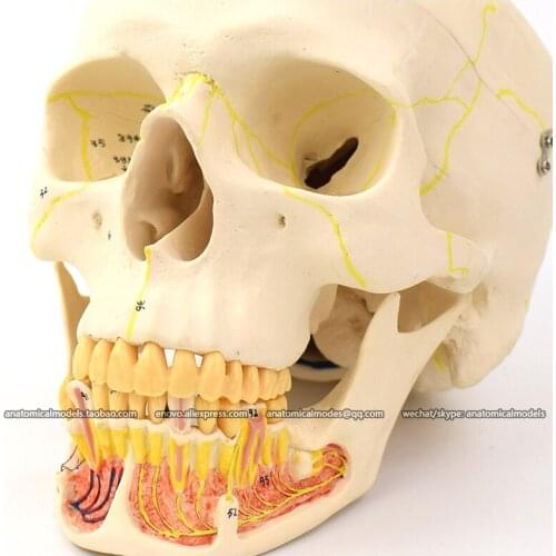 CMAM/12717 Numbered Skull with Open Dentition, Plastic Skull Medical Anatomical Model