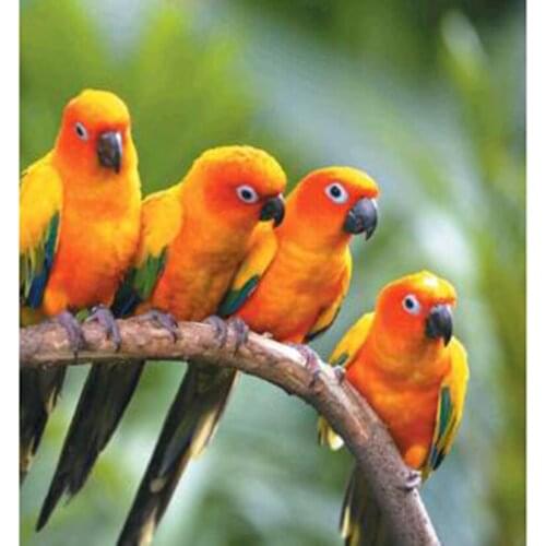 5D DIY Square/Round Diamond Animal Painting Branch Head Parrot Beautiful Picture Cross Stitch Embroidery Home Decoration TX120