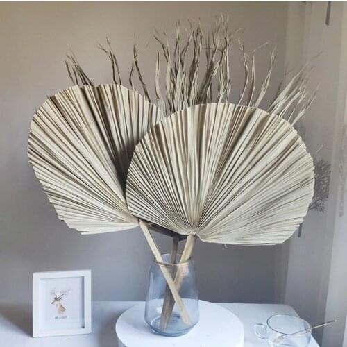 Palm Fan Leaf Dried Flower Cycas Leaf Natural Plants Window Reception Party Art Wall Hanging Decoration Wedding Arch Arrangement