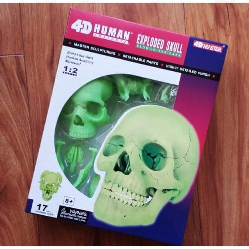 4D MASTER Human skull anatomy model assembled Noctilucent skeleton model Medical use free shipping