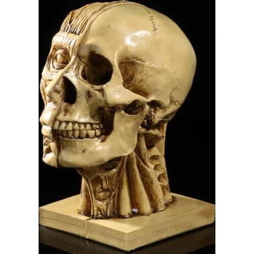 MRZOOT Resin Crafts Muscle Human Head Skull Medical Model Teaching Supplies Drawing Reference Art Model