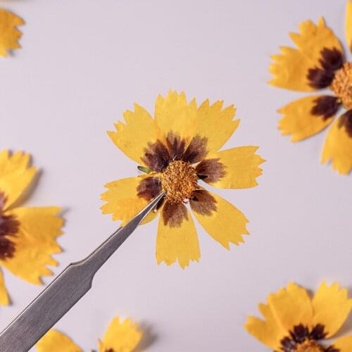 60pcs Pressed Dried Coreopsis basalis Flower Plants Herbarium For Epoxy Resin Jewelry Making Face Makeup Nail Art Craft DIY
