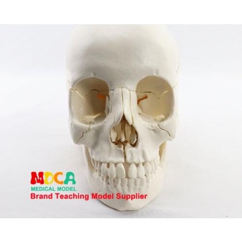 Medical Split 22 Components 1:1 Human Primary Skull Model Skull Skull Medical Teaching MTG014