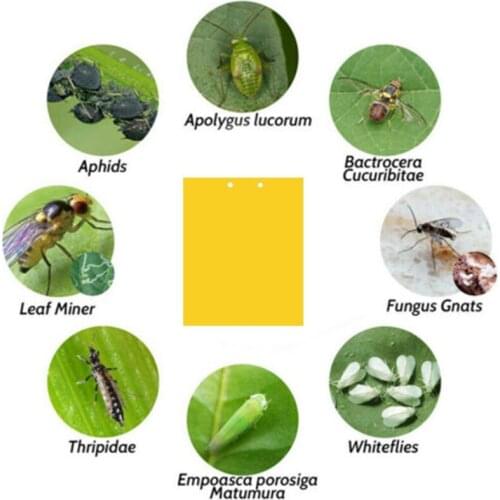 20/40Pcs sticky fly trap paper yellow trap double-sided fruit fly wheat field sticker sticky fly board fly sticker LXY9