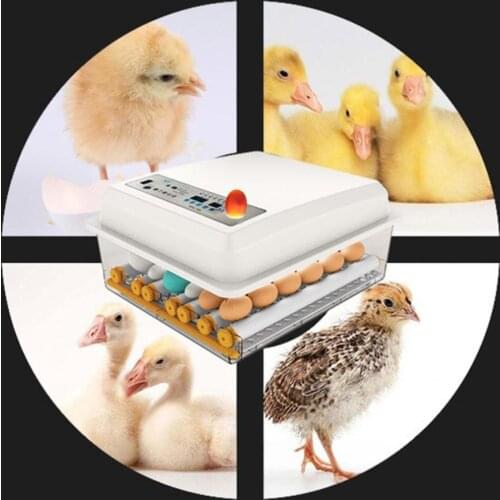Egg Incubator Fully Automatic 16 Eggs/7eggs Digital Mini Brooder Small Chicken Bird Egg Incubator Automatic Farm Incubation Tool