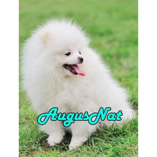 Dog diamond painting pomeranian daimond embroidery stickers animal diamant borderie plein beads picture diamand mosaic craft kit