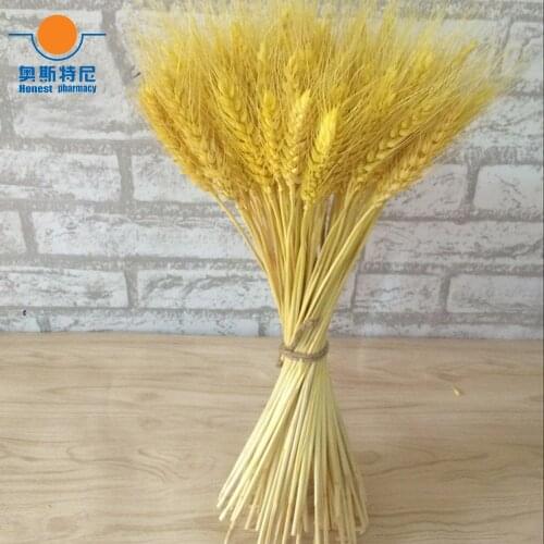 100pc natural dried flower bouquets natural yellow color dried ear of wheat bouquets&wheat ear Bunches