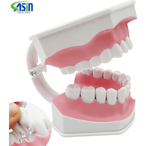 Teeth model teeth removable Oral health care dental model nursery childrens toys brushing teeth dental structure Demo