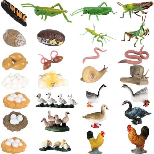 Simulation Animal Model Farm Animal Insect Growth Cycle Swan Rooster Locust Mantis Growth Model Childrens Collection Toy Gift
