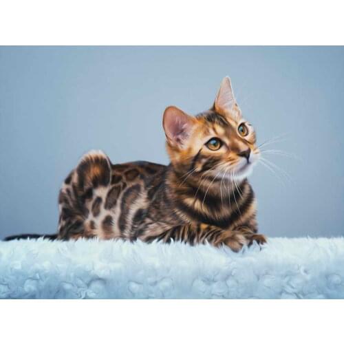 HD Printed Modern Decor Art Wall oil Paintings Bengal Cat Laying On White Carpet Looking Picture on the Canvas Home decoration